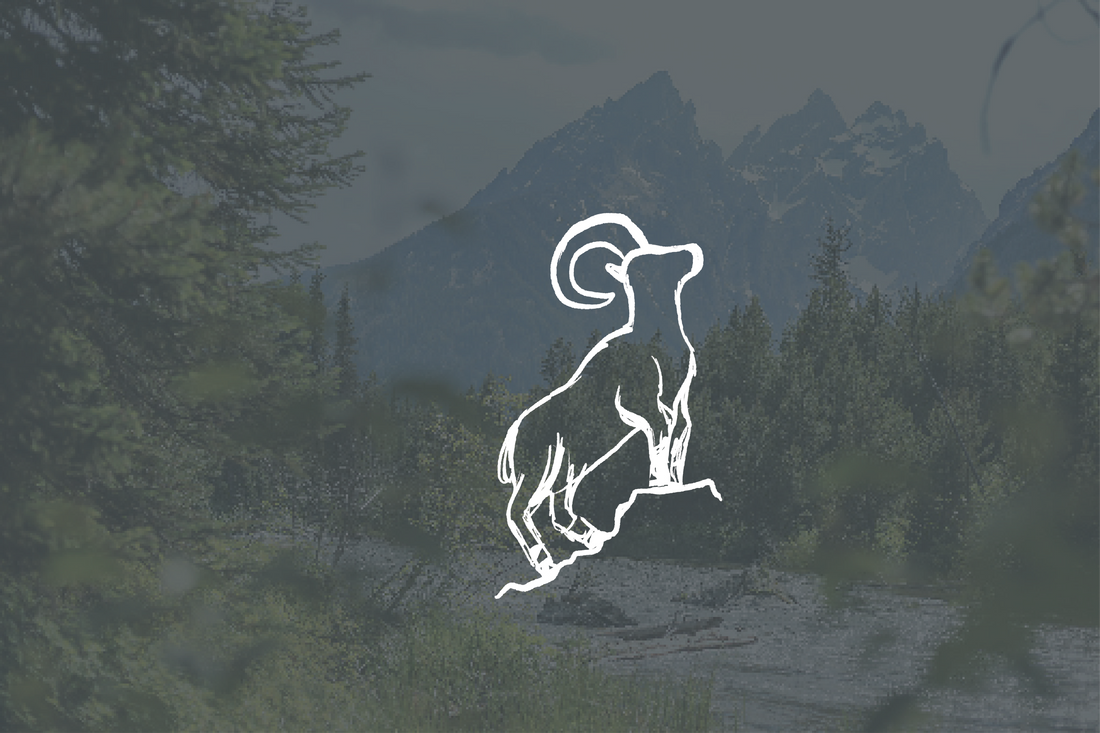 Why the Bighorn Sheep?